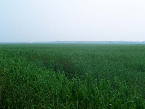 三汊河湿地公园